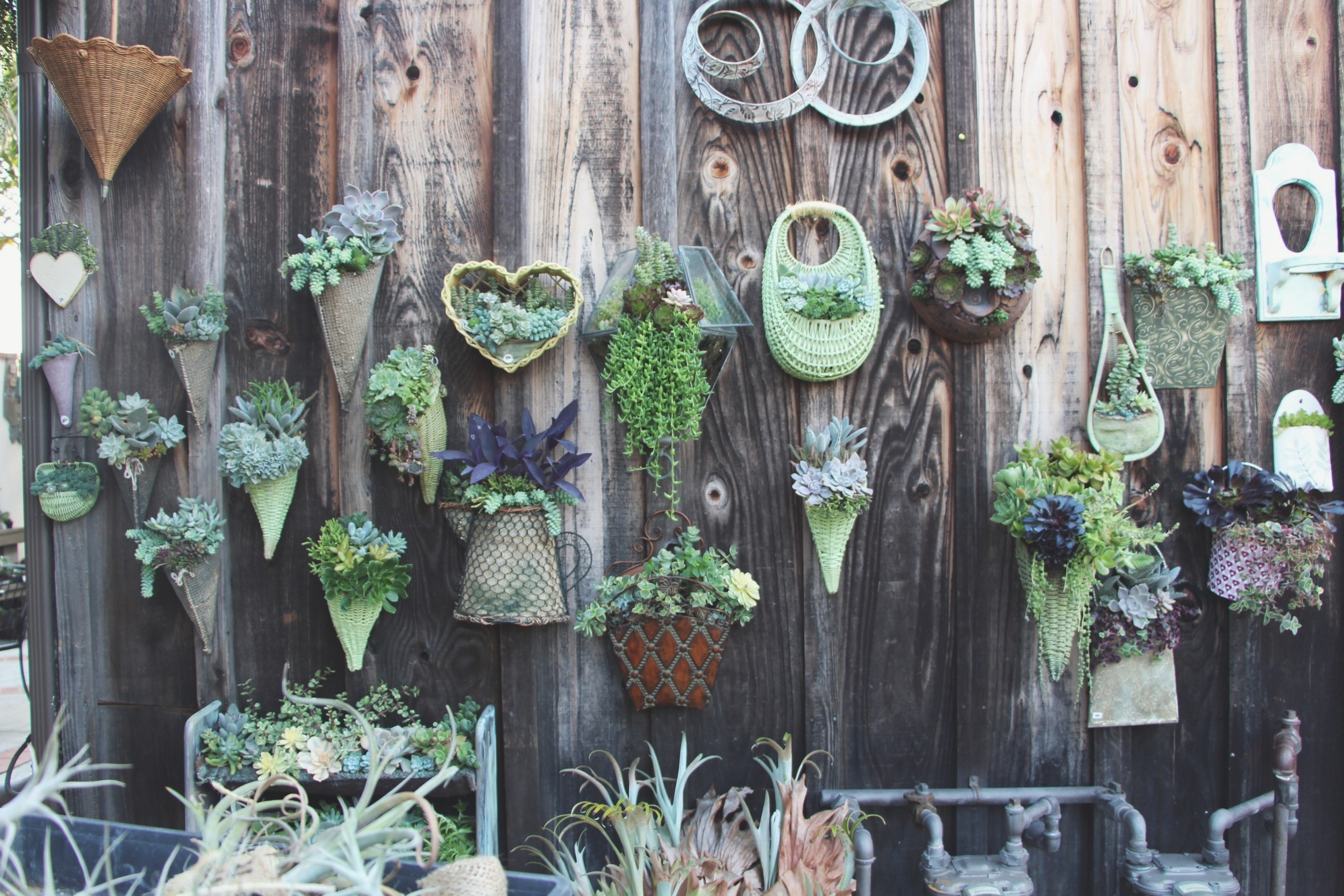 &nbsp;Hanging Succulent Arrangements at Succulent Cafe Oceanside via Needles + Leaves